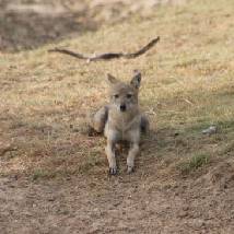 Sri Lanka Yala Tours